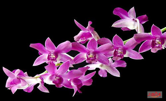 父親節應該送給父親什么花？