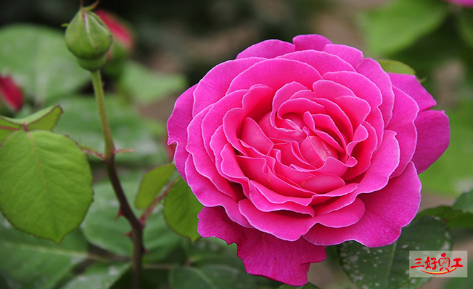 父親節應該送給父親什么花？