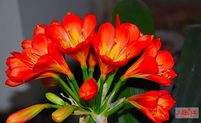 父親節應該送給父親什么花？